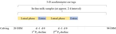 Behavioral changes to detect estrus using ear-sensor accelerometer compared to in-line milk progesterone in a commercial dairy herd